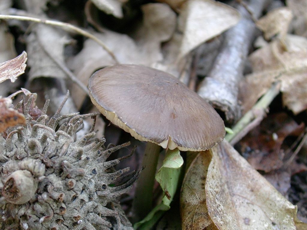 1327 Aprile vecchio ritrovamento